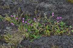 Indigofera dalzellii